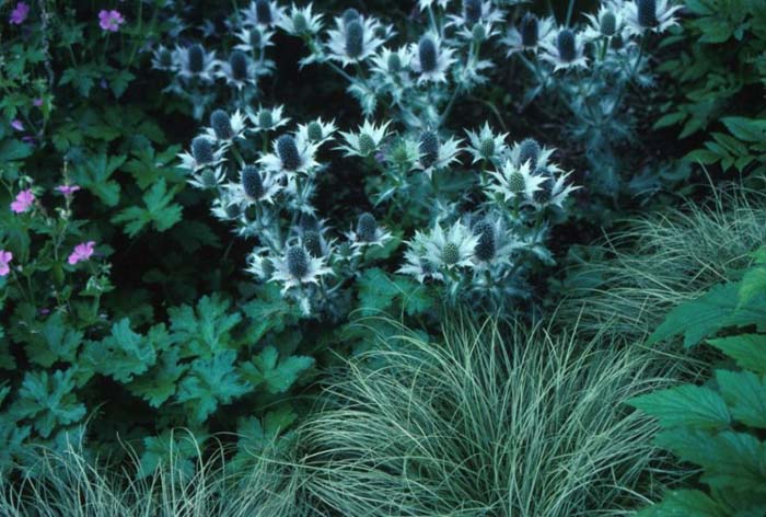 Plant photo of: Eryngium giganteum