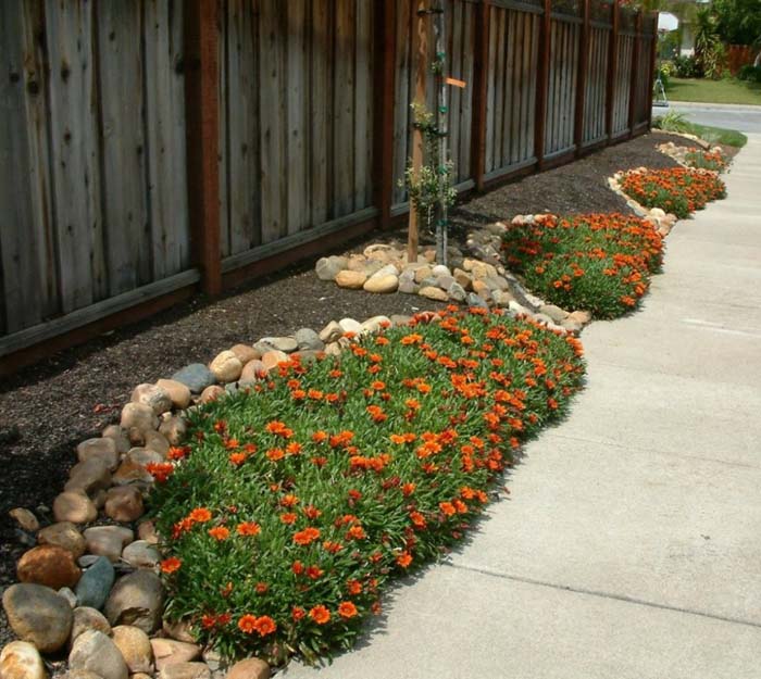 Plant photo of: Gazania 'Copper King'