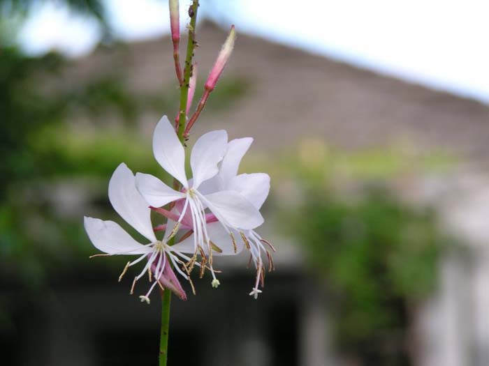 Plant photo of: Gaura lindheimeri