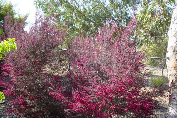 Plant photo of: Leptospermum scoparium 'Ruby Glow'