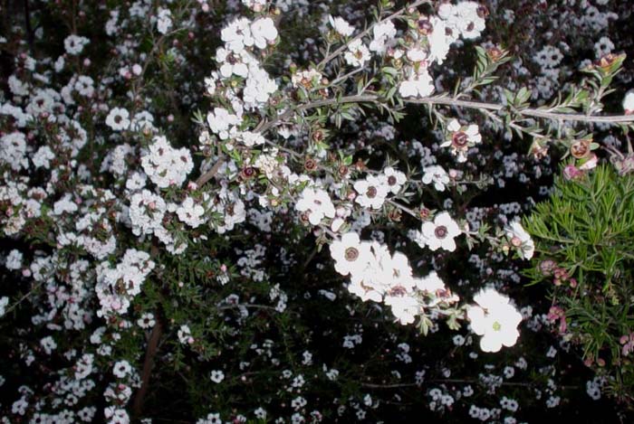 Plant photo of: Leptospermum scoparium 'Snow White'