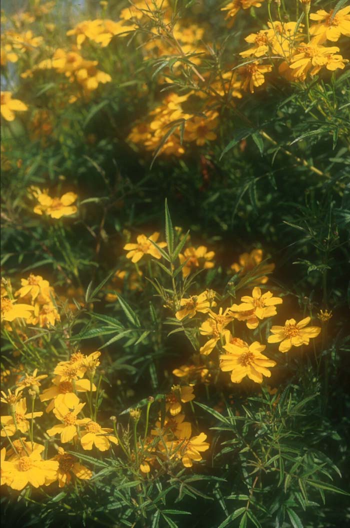 Plant photo of: Coreopsis tinctoria