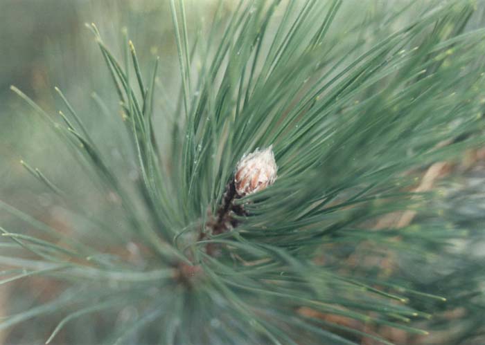 Plant photo of: Pinus nigra