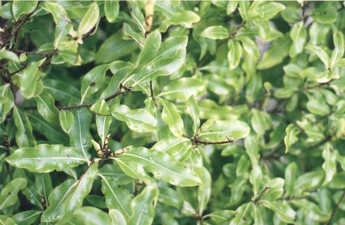 Plant photo of: Pittosporum tenuifolium