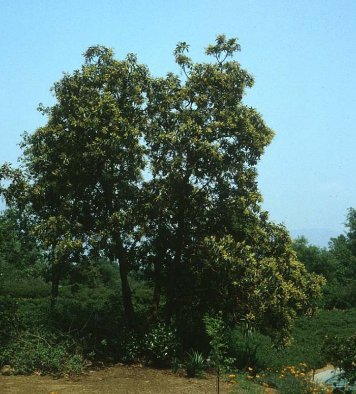 Plant photo of: Arbutus menziesii