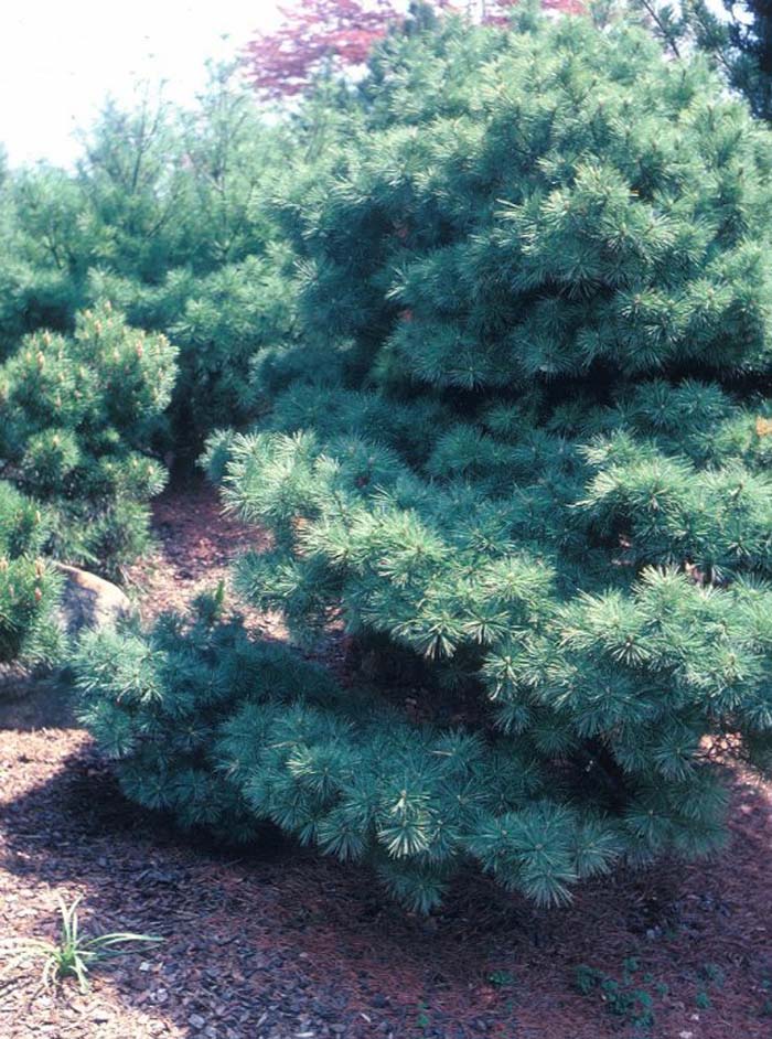 Plant photo of: Pinus strobus