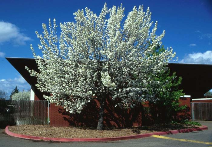 Plant photo of: Pyrus kawakamii