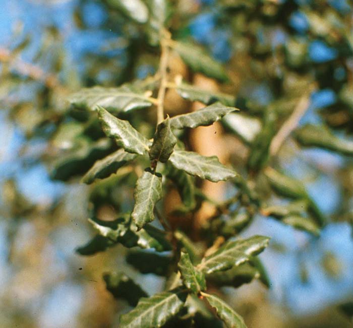 Plant photo of: Quercus suber