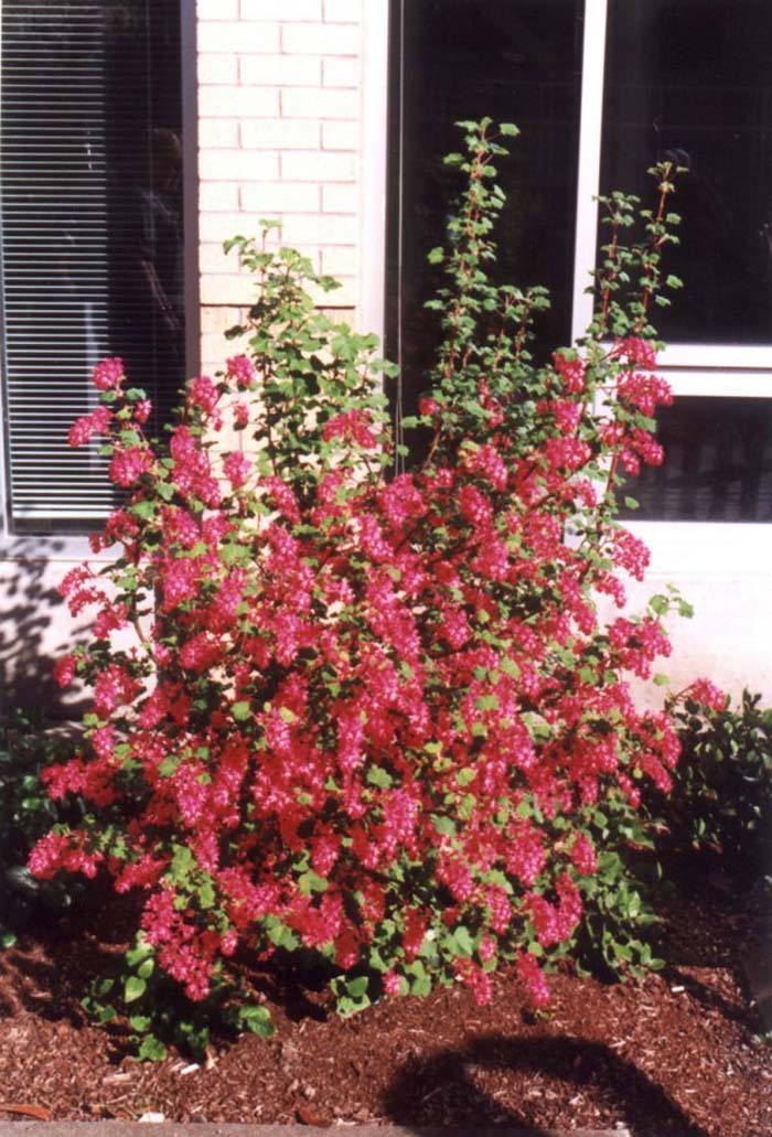 Plant photo of: Ribes sanguineum