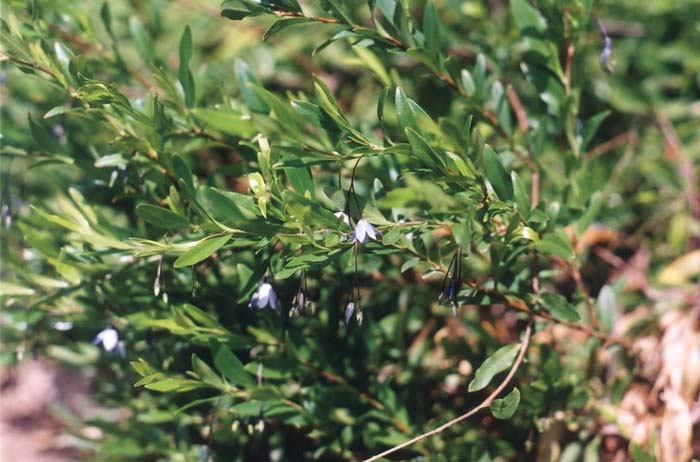 Plant photo of: Sollya heterophylla