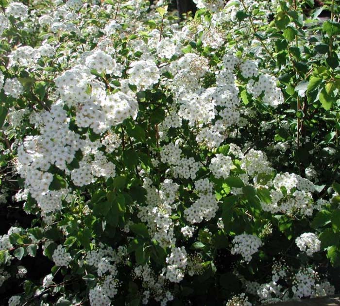 Plant photo of: Spiraea vanhouttei