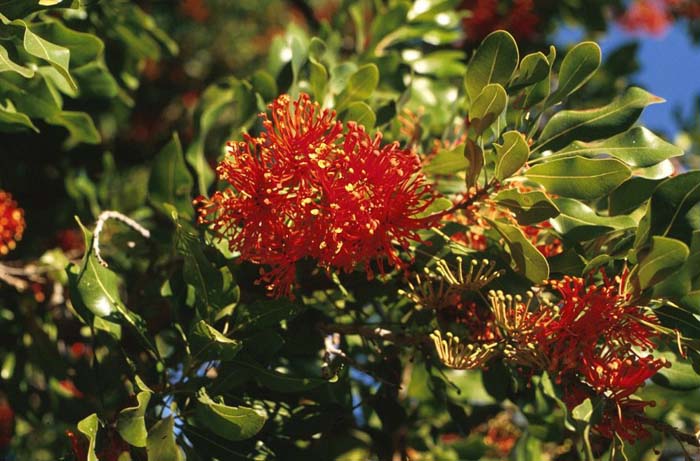 Plant photo of: Stenocarpus sinuatus