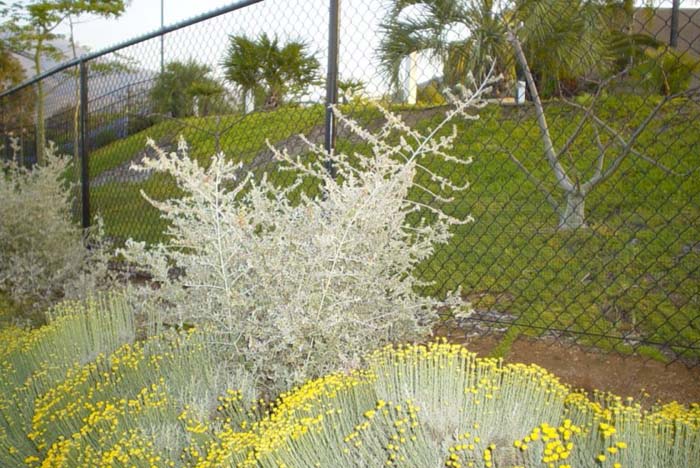 Plant photo of: Teucrium fruticans