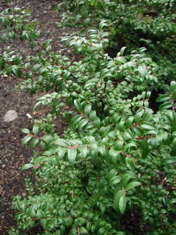 Plant photo of: Vaccinium ovatum