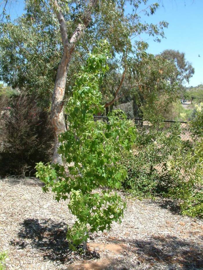 Plant photo of: Liquidambar styraciflua 'Festival'