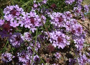 Cedros Island Verbena