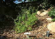 California Sagebrush