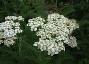 Yarrow