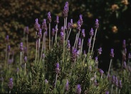 French Lavender, Toothed Lavender