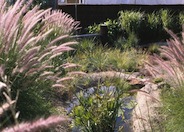 Fountain Grass