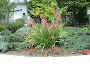 Evergreen Watsonia, Bugle Lily