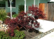 Purple Smoke Tree