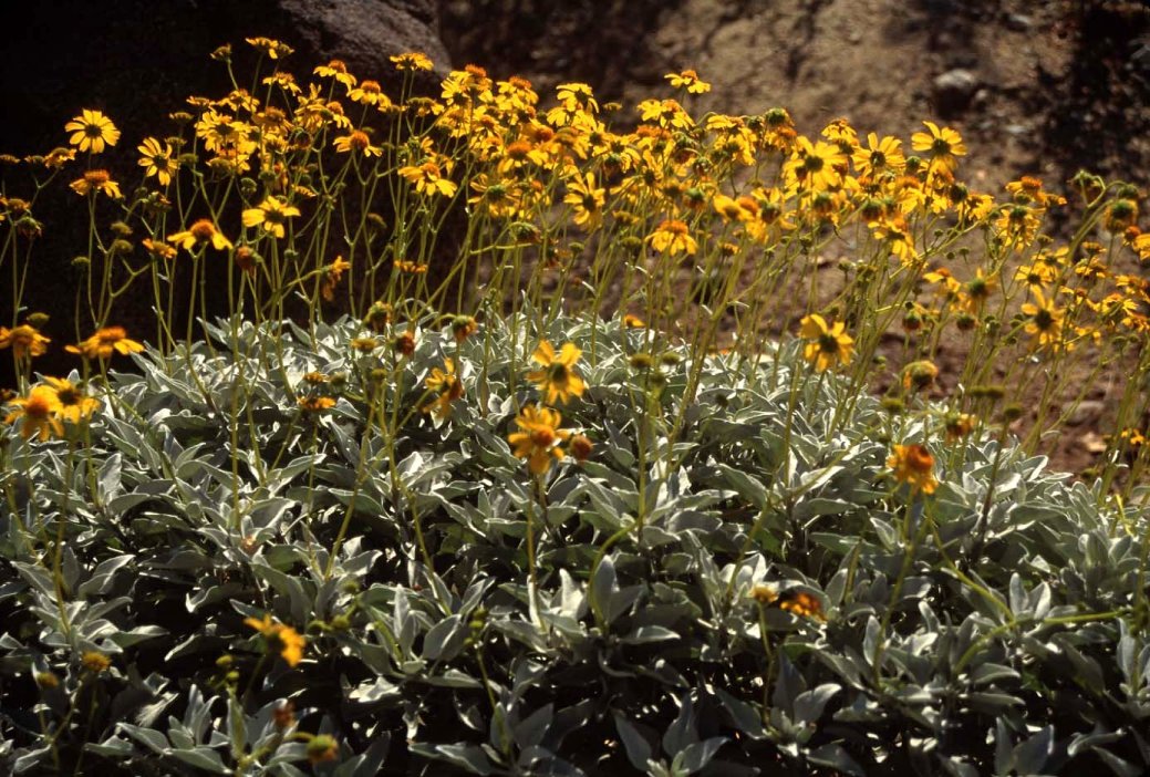 Brittlebush