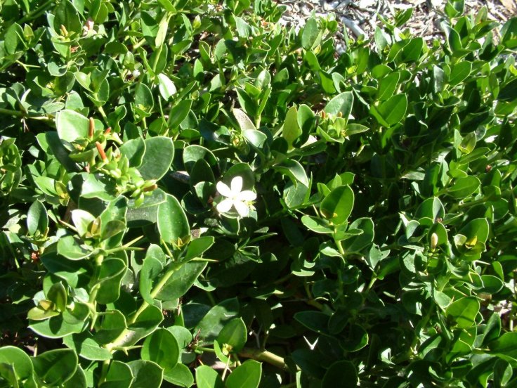 Ground Cover Natal Plum