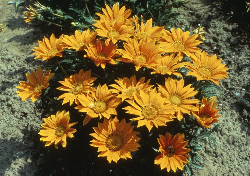 Hybrid Gazanias