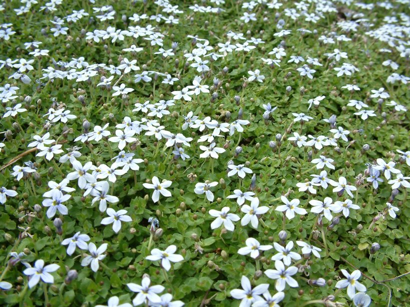 Blue Star Creeper, Isotoma