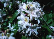 Western Azalea