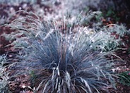 Rainbow Fescue