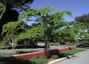 Chinese Elm