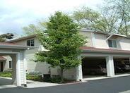 Bradford Callery Pear