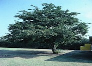 Italian Alder