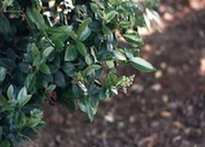 Wax Leaf Privet