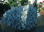 Dusty Miller