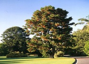 Firewheel Tree