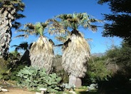 California Fan Palm